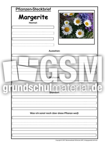 Pflanzensteckbrief-Margerite.pdf